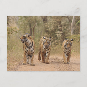 Royal Bengal Tigers on the track, Ranthambhor Postcard