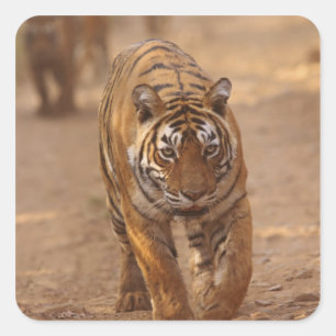 Royal Bengal Tigers on the track, Ranthambhor Square Sticker