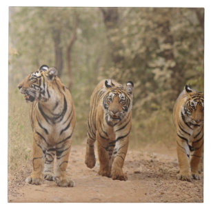 Royal Bengal Tigers on the track, Ranthambhor Tile