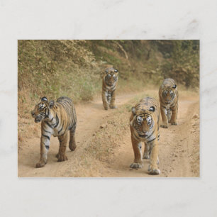 Royal Bengal Tigers Postcard