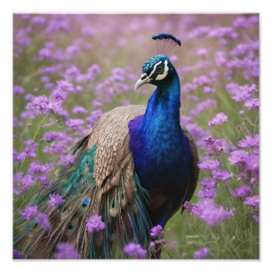 Royal Blue: Blue Peacock In Lavender Field, Photo Print