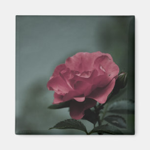 Royal Blush Magnet