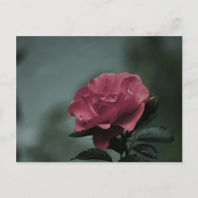 Royal Blush Postcard (Front)