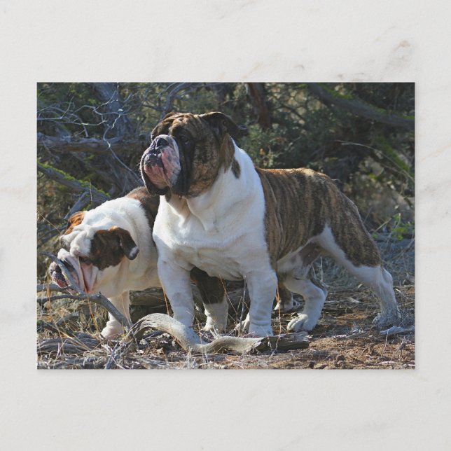 Royal Bulldogs Post card (Front)