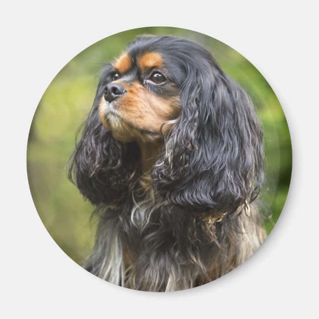 Royal Cavalier King Charles Spaniel Magnet (Front)