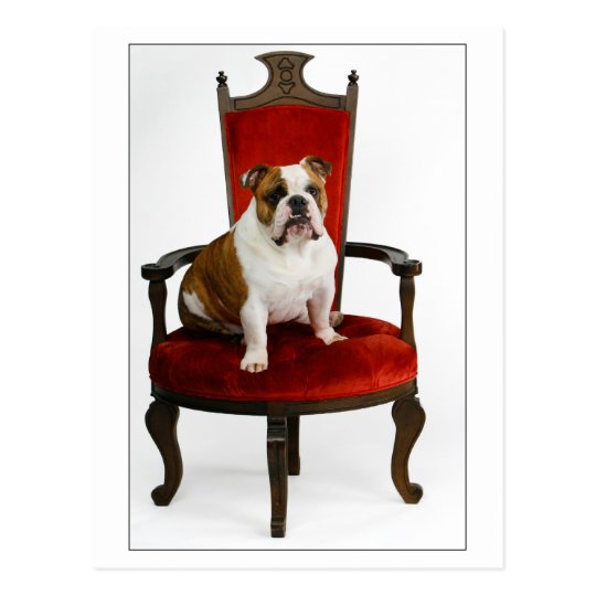 Royal English Bulldog Postcard