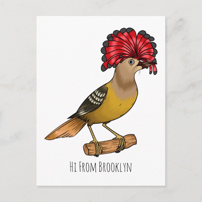 Royal flycatcher bird cartoon illustration postcard (Front)