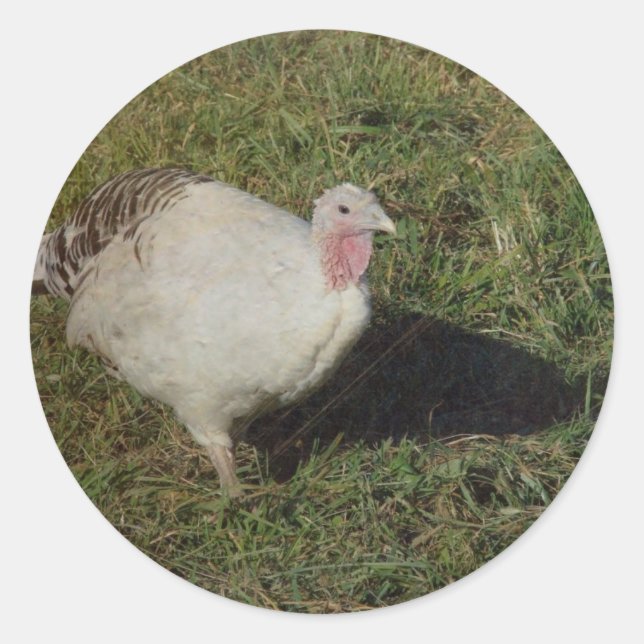 Royal Palm Turkey Classic Round Sticker (Front)