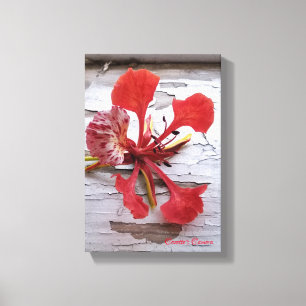 Royal Poinciana on Vintage Wood Canvas Print