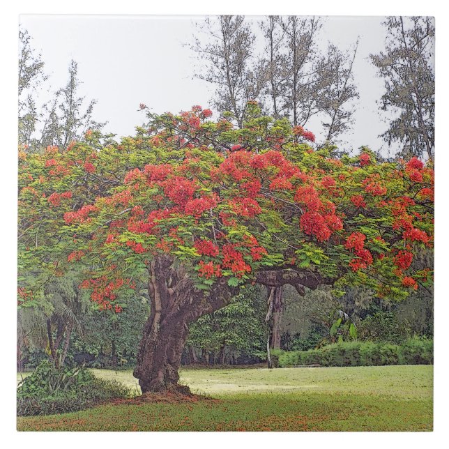 "ROYAL POINCIANA TREE"/RED BLOSSOMS TILE (Front)