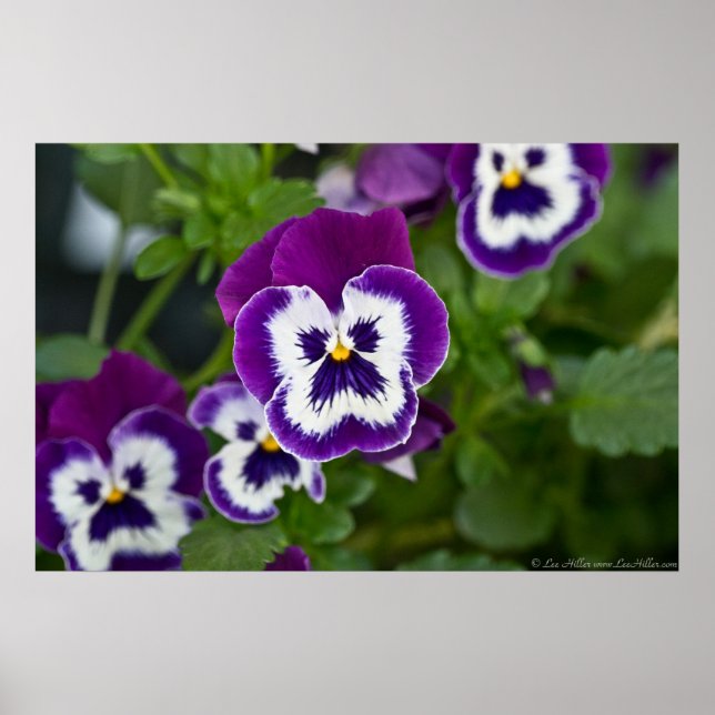 Royal Purple and White Matrix Pansy Poster (Front)