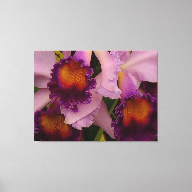 Royal Purple Cattleya Orchid Canvas Print (Front)