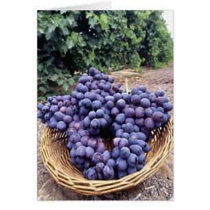Royal Purple Grapes