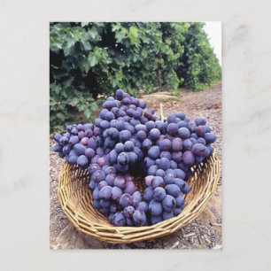 Royal Purple Grapes Postcard