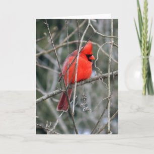 Royal Red Cardinal Greeting Card