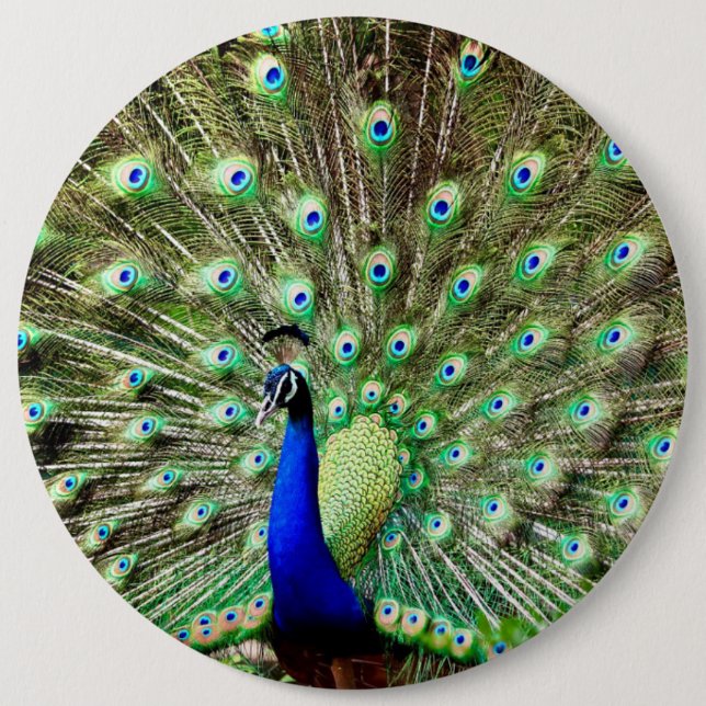 Royal Regency Peacock 6 Cm Round Badge (Front)