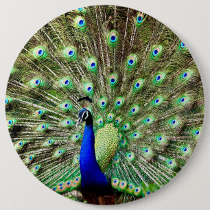 Royal Regency Peacock 6 Cm Round Badge