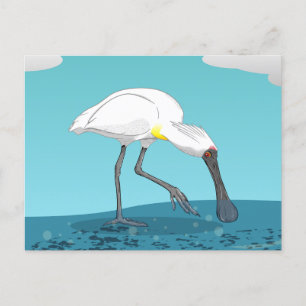 Royal Spoonbill NZ bird Postcard