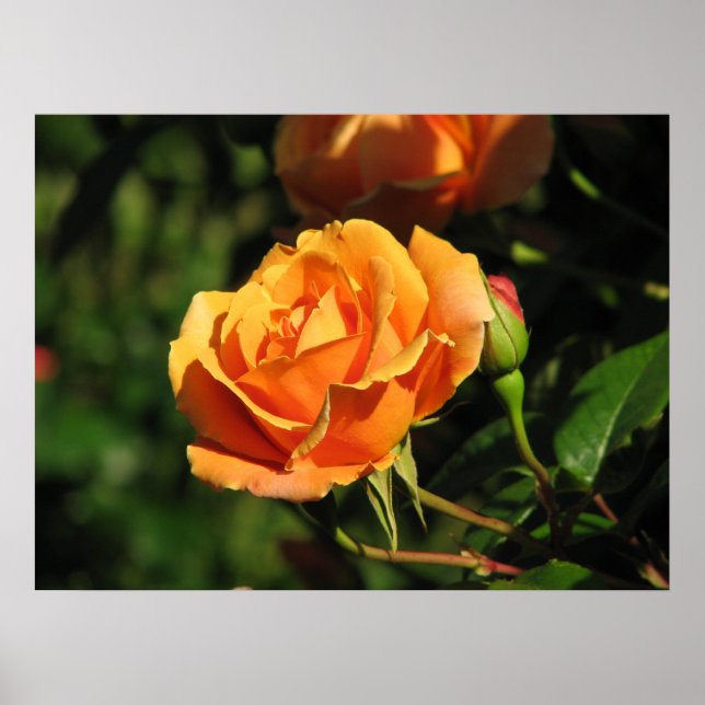 Royal Sunset Hybrid Tea Rose 016 Poster (Front)