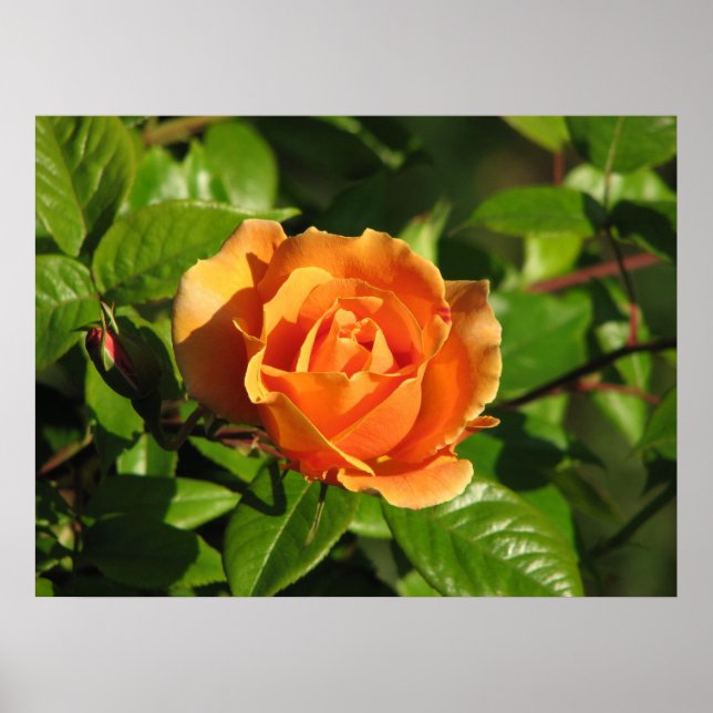 Royal Sunset Hybrid Tea Rose 018 Poster (Front)