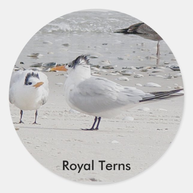 Royal Tern Baby Begging Stickers (Front)
