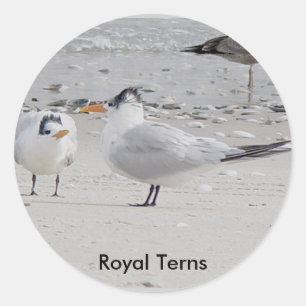 Royal Tern Baby Begging Stickers