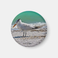 Royal Tern Magnet