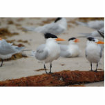 Royal tern sculpture standing photo sculpture<br><div class="desc">Royal tern on a log</div>