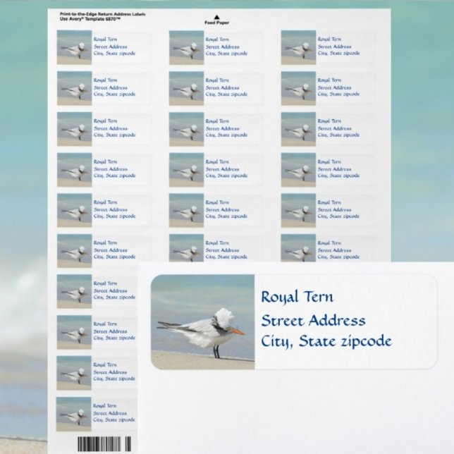 Royal Tern Seabird Return Address (Creator Uploaded)