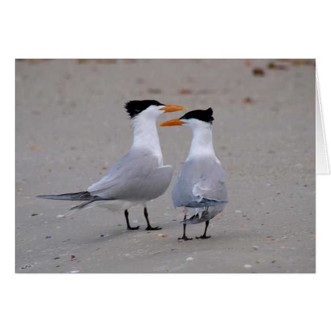 Royal Terns (Front Horizontal)