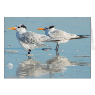 Royal Terns on beach