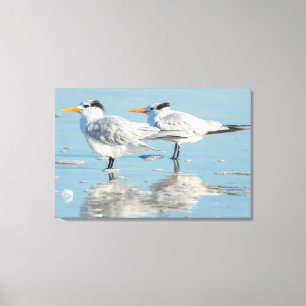 Royal Terns on beach Canvas Print