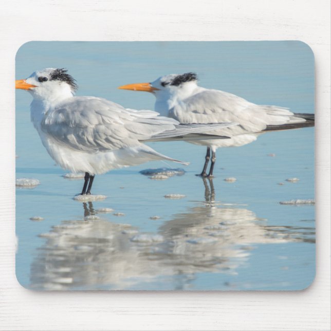 Royal Terns on beach Mouse Mat (Front)