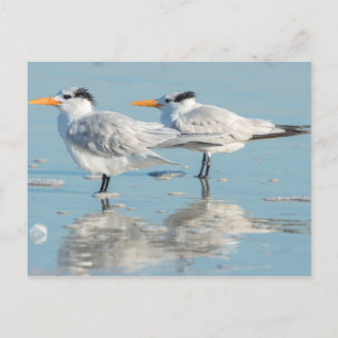 Royal Terns on beach Postcard