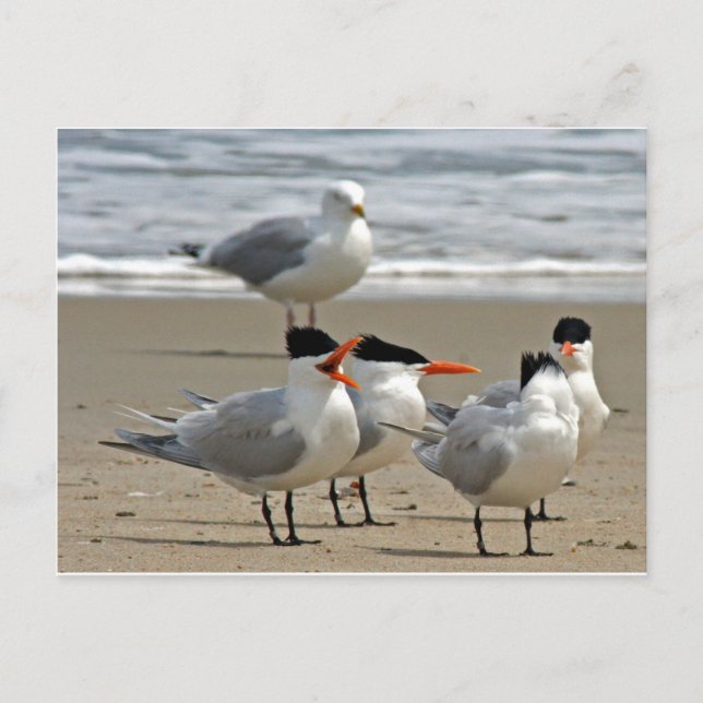 Royal Terns Photo Postcard (Front)