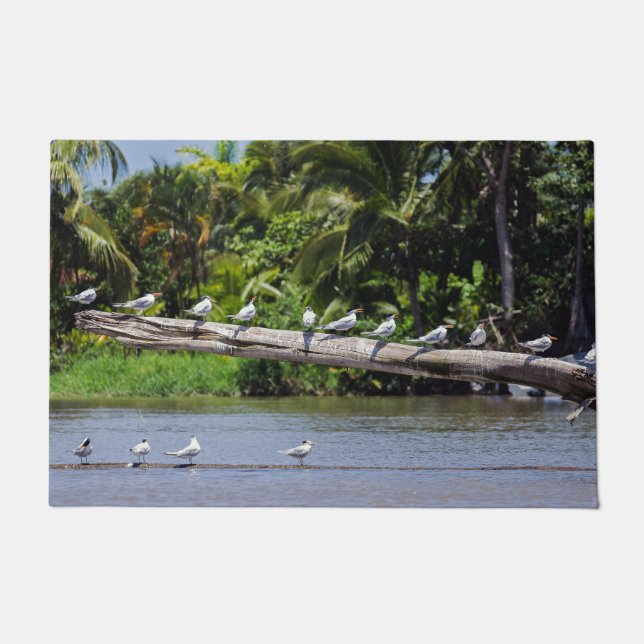 Royal terns, Tortuguero river estuary - Costa Rica Doormat (Front)