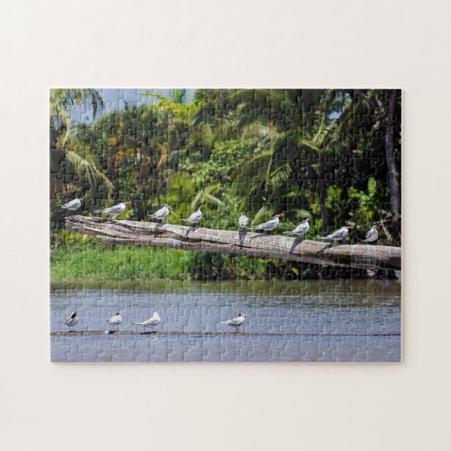 Royal terns, Tortuguero river estuary - Costa Rica Jigsaw Puzzle (Horizontal)