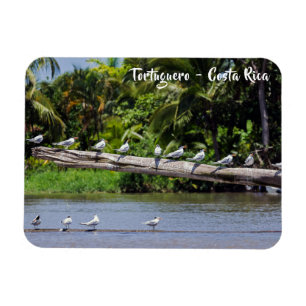 Royal terns, Tortuguero river estuary - Costa Rica Magnet
