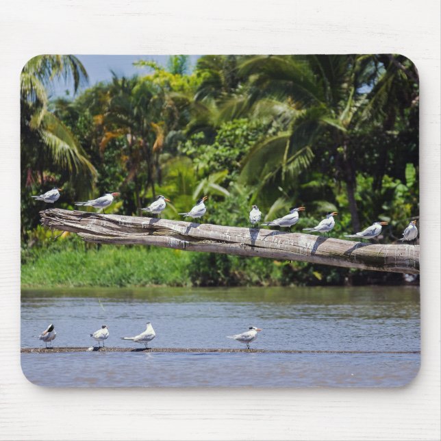 Royal terns, Tortuguero river estuary - Costa Rica Mouse Mat (Front)