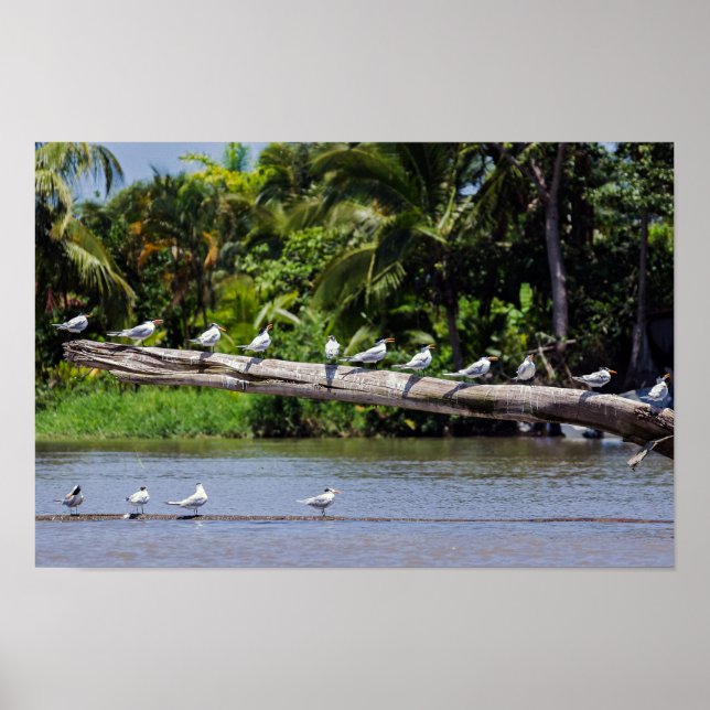 Royal terns, Tortuguero river estuary - Costa Rica Poster (Front)