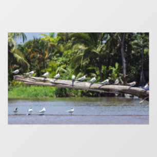 Royal terns, Tortuguero river estuary - Costa Rica Window Cling