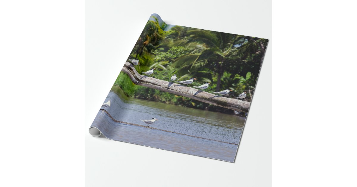 Royal terns, Tortuguero river estuary - Costa Rica Wrapping Paper | Zazzle