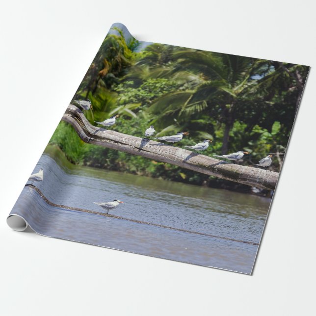 Royal terns, Tortuguero river estuary - Costa Rica Wrapping Paper (Unrolled)