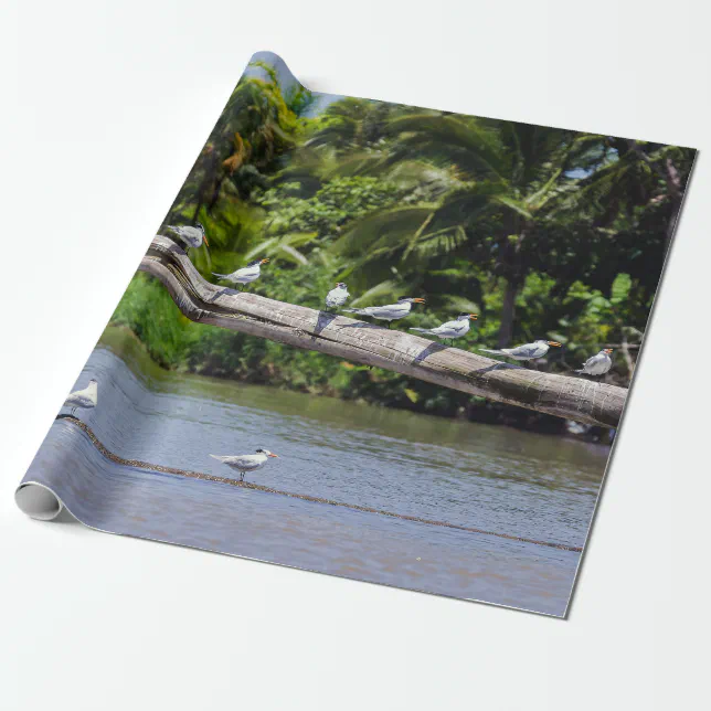 Royal terns, Tortuguero river estuary - Costa Rica Wrapping Paper | Zazzle