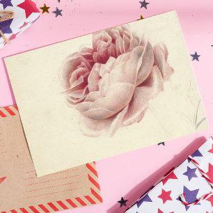 Roze Roos (1792) – Timeless Vintage Botanical Art Postcard