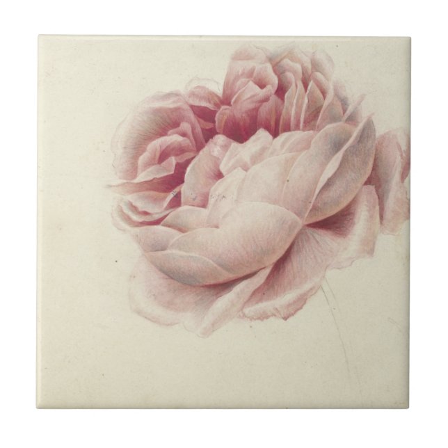Roze Roos (1792) – Timeless Vintage Botanical Art Tile (Front)