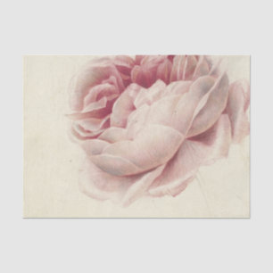 Roze Roos (1792) – Timeless Vintage Botanical Art Tissue Paper