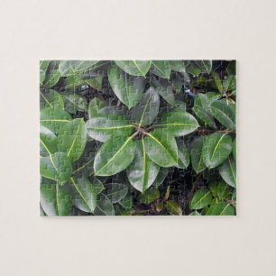 Rubber Tree Closeup Jigsaw Puzzle