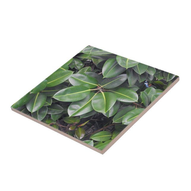 Rubber Tree Closeup Tile (Side)