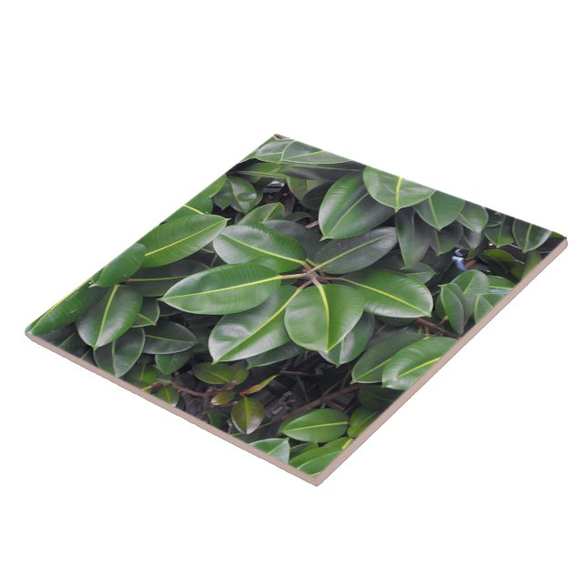 Rubber Tree Closeup Tile (Side)